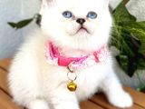 Panda Surat Dişi British Shorthair Bebek