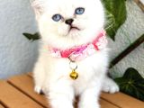 Panda Surat Dişi British Shorthair Bebek