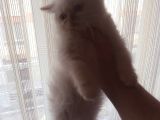 Safkan Beyaz Mavi̇ Gözlü İran Kedi̇si̇