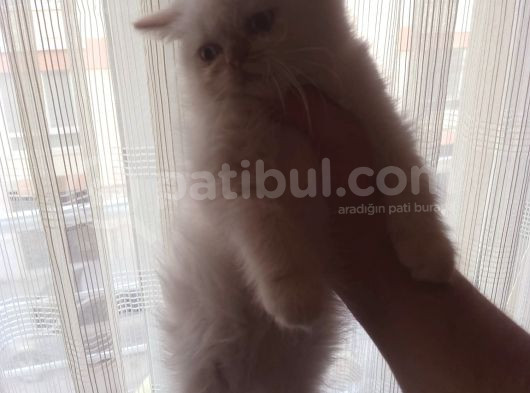 Safkan Beyaz Mavi̇ Gözlü İran Kedi̇si̇ görsel