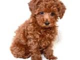 2 Ve 3 Kg Garantisi Altında Red Tooy Poodle Sevi̇mli̇ Kipkirmi