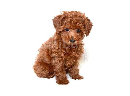 2 Ve 3 Kg Garantisi Altında Red Tooy Poodle Sevi̇mli̇ Kipkirmi görsel