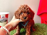Orijinal Koyu Kahverengi Poodle Yavrular