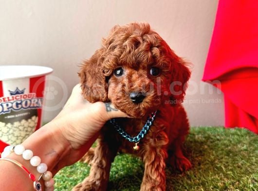 Orijinal Koyu Kahverengi Poodle Yavrular görsel