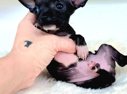 Teacup Şivava Yavrularım görsel