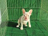 Altın Renginde Çok Özel Frenchbulldog