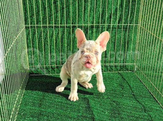 Altın Renginde Çok Özel Frenchbulldog görsel