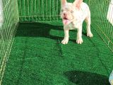 Altın Renginde Çok Özel Frenchbulldog