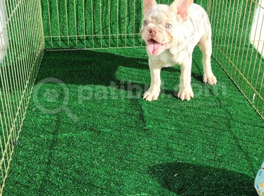 Altın Renginde Çok Özel Frenchbulldog görsel