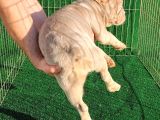 Altın Renginde Çok Özel Frenchbulldog