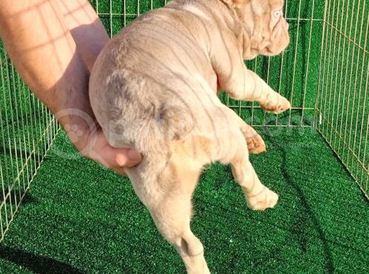 Altın Renginde Çok Özel Frenchbulldog görsel