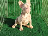 Altın Renginde Çok Özel Frenchbulldog