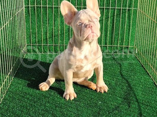 Altın Renginde Çok Özel Frenchbulldog görsel