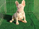 Altın renginde çok özel frenchbulldog
