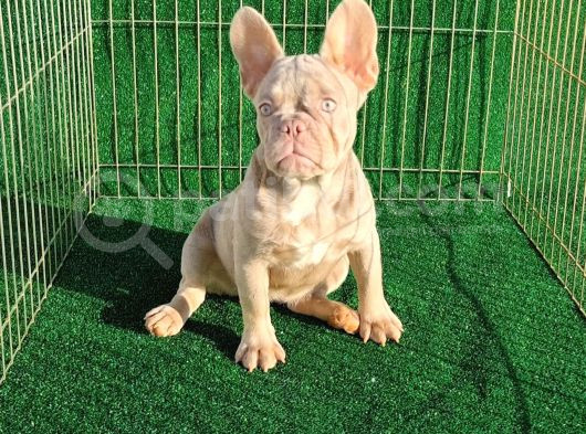 Altın Renginde Çok Özel Frenchbulldog