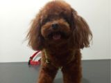A Kali̇te Irk Garanti̇li̇ Toy Poodle