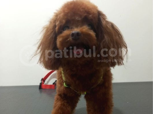 A Kali̇te Irk Garanti̇li̇ Toy Poodle görsel