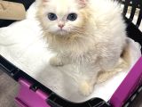British longhair