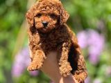 Kg Garantili Toy Poodle Yavrular Her Yere Gönderilir
