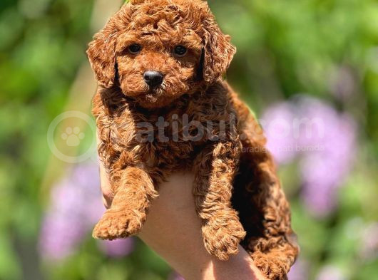 Kg Garantili Toy Poodle Yavrular Her Yere Gönderilir görsel