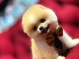 Sevimli Pomeranian Boo Yavrular Her Yere Gönderilir