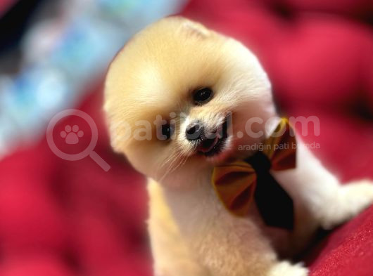 Sevimli Pomeranian Boo Yavrular Her Yere Gönderilir görsel