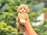 Sevimli maltipoo yavrular her yere gönderilir