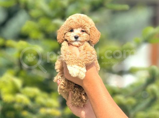 Sevimli Maltipoo Yavrular Her Yere Gönderilir