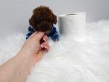 Kg Garantili Toy Poodle Yavrular Her Yere Gönderilir