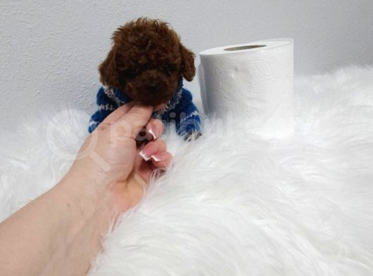 Kg Garantili Toy Poodle Yavrular Her Yere Gönderilir görsel