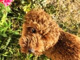 A Sınıfı Şecereli Erkek Toy Poodle