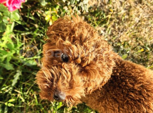 A Sınıfı Şecereli Erkek Toy Poodle görsel