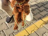 A Sınıfı Şecereli Erkek Toy Poodle