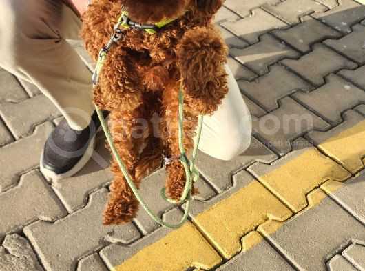 A Sınıfı Şecereli Erkek Toy Poodle görsel
