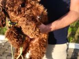 A Sınıfı Şecereli Erkek Toy Poodle