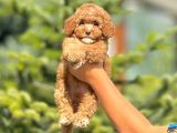 Sevimli Maltipoo Yavrular Her Yere Gönderilir