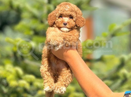 Sevimli Maltipoo Yavrular Her Yere Gönderilir görsel