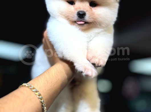 Sevimli Pomeranian Boo Yavrular Her Yere Gönderilir görsel