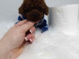 Kg Garantili Toy Poodle Yavrular Her Yere Gönderilir