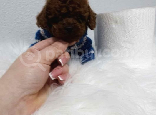 Kg Garantili Toy Poodle Yavrular Her Yere Gönderilir görsel