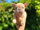 Isabella Carrier French Bulldog