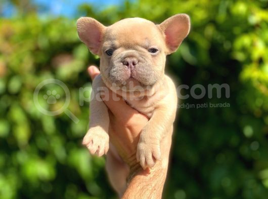 Isabella Carrier French Bulldog görsel