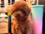 A KALİTE IRK GARANTİLİ TOY POODLE
