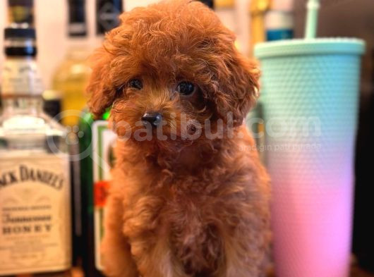 A Kali̇te Irk Garanti̇li̇ Toy Poodle
