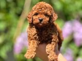 Kg garantili toy poodle yavrular her yere gönderilir
