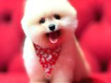 Sevimli Pomeranian Boo Yavrular Her Yere Gönderilir
