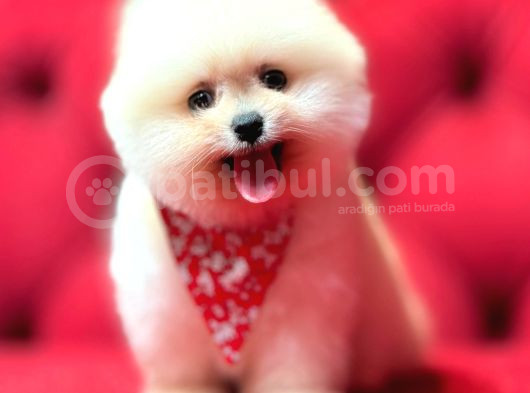 Sevimli Pomeranian Boo Yavrular Her Yere Gönderilir görsel