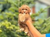 Sevimli Maltipoo Yavrular Her Yere Gönderilir