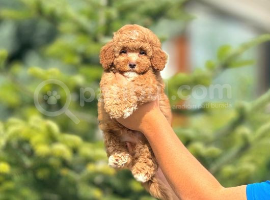Sevimli Maltipoo Yavrular Her Yere Gönderilir görsel