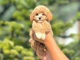 Sevimli Maltipoo Yavrular Her Yere Gönderilir